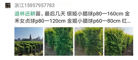 地径和胸径的换算介绍-种植技术-中国花木网