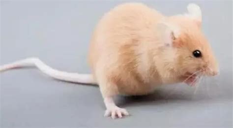 大鼠和小鼠,大鼠,大小鼠_大山谷图库