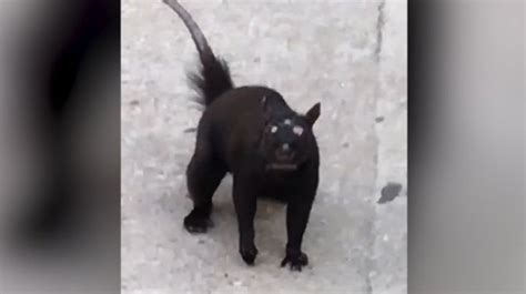 国外网友在街上拍到“三眼”神秘动物，视频引起围观_凤凰网视频_凤凰网