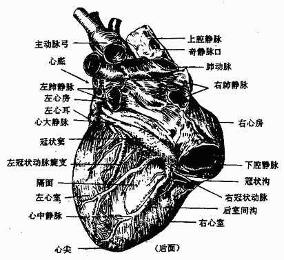 心脏解剖笔记：左房左室篇