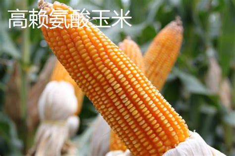 玉米常见种类，每个品种都各具特点 - 农敢网
