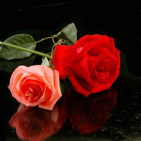 一朵带露珠的红玫瑰高清摄影大图-千库网