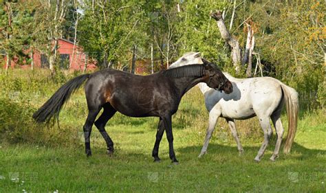 母马,马,种马,深情的,灰色斑纹马,赛马,水平画幅,无人,两只动物,野外动物