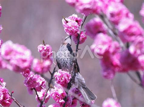 ピンク色の蜜を美味しそうに吸うヒヨドリ - No: 4926946｜写真素材なら「写真AC」無料（フリー）ダウンロードOK