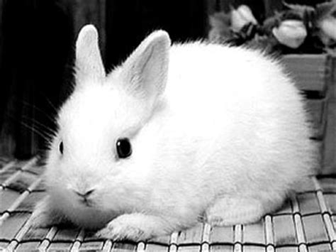 兔粮5斤幼兔成兔宠物兔粮兔子荷兰猪豚鼠饲料粮食海鲜水果仓鼠粮-阿里巴巴
