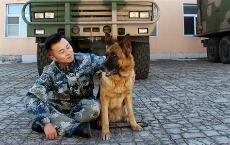 军犬退役后，普通人可以领养吗？