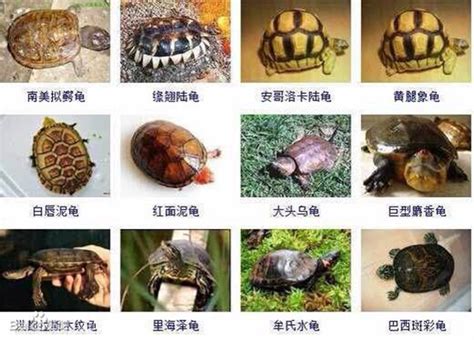 龟的品种大全图片