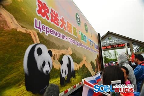 增进中俄两国友谊 大熊猫“如意”和“丁丁”落户莫斯科动物园_新浪图片