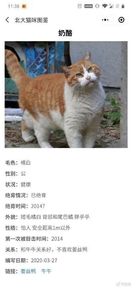 猫咪起名 帅气的公猫名字_猎名网