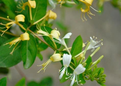 金银花种植技术及病害防治 - 蜜源植物 - 酷蜜蜂