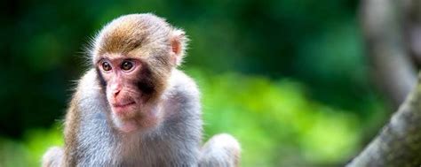 我们十七岁中的小猴子是什么品种?在我国个人可以养宠物猴吗?_法库传媒网