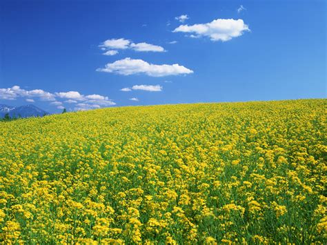 春天盛开桃花花枝自然风景摄影图高清摄影大图-千库网