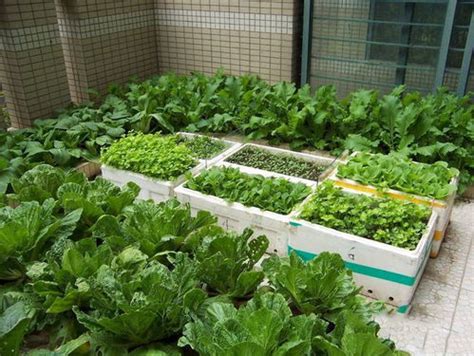 种菜技能点满！上海这家企业出现“屋顶菜园”，每天给员工50斤蔬菜_时政_新民网
