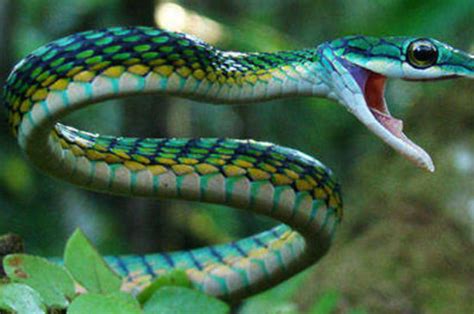 梦见蛇是什么预兆周公 梦见大蛇预示着什么_知秀网