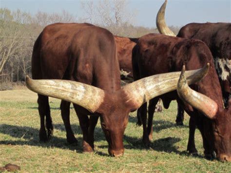 （茶余饭后）世界上最强壮的牛种及最危险的公牛（图片）_天涯走马_新浪博客