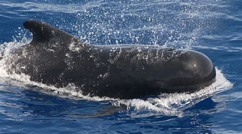 北海进入鲸鱼旺季了，斜阳岛附近海域有大发现