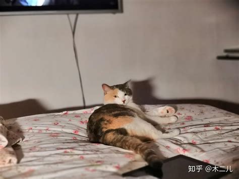 为什么好多猫猫都喜欢睡床？ - 知乎