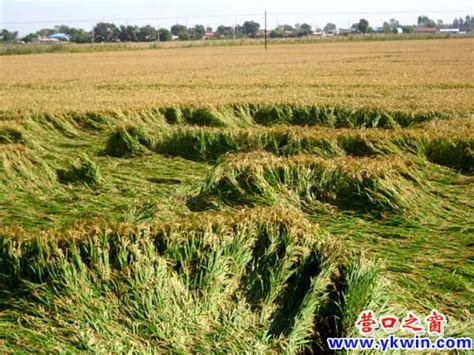 路上的稻田和村庄就是风景|稻田|图库|飞燕_新浪新闻