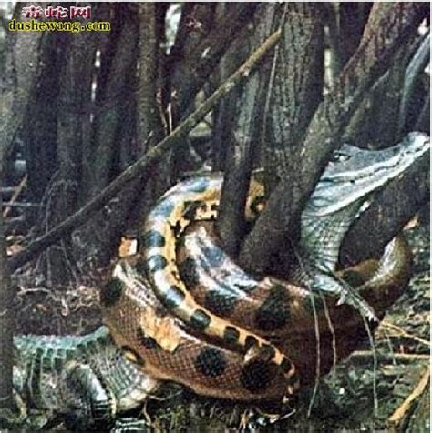 7张超大蟒蛇的实拍照片,图三很“罕见”,你能坚持看到第几张?|蟒蛇|巨蟒|大蛇_新浪新闻