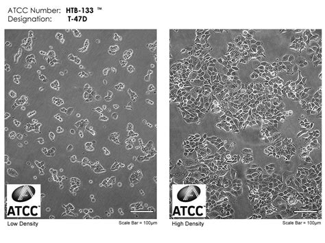 细胞形态异常剖析 Step1-技术前沿-生物在线 Lab-on-Web