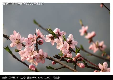 到《在那桃花盛开的地方》诞生地，一起看看桃花盛开的模样_美丽中国说-梨视频官网-Pear Video