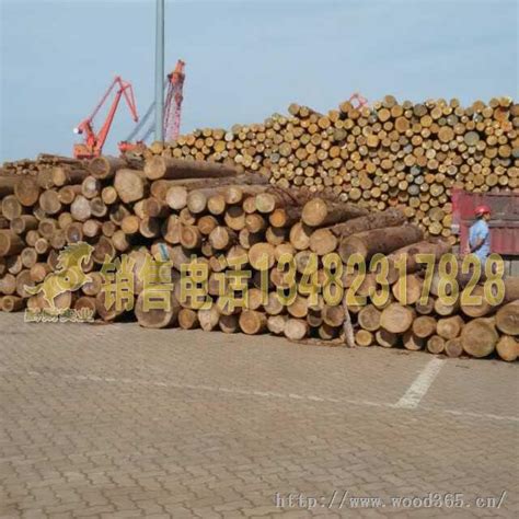 湖南永州大量出售杉木 - 正材网