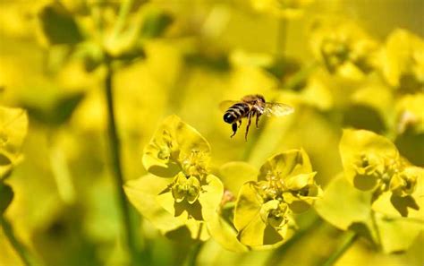 蜜蜂的生活习性 - 新手养蜂 - 酷蜜蜂