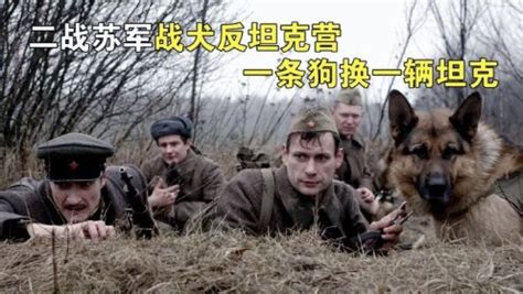 《红色战犬》，二战苏军“战犬反坦克营”，一条狗换一辆坦克_电影_高清完整版视频在线观看_腾讯视频