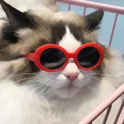 熊黛林戴墨镜图片