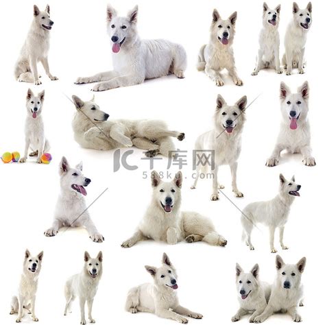 牧羊犬,纯种犬,水平画幅,可爱的,家畜,无人,日本,一只动物,犬科的,哺乳纲摄影素材,汇图网www.huitu.com
