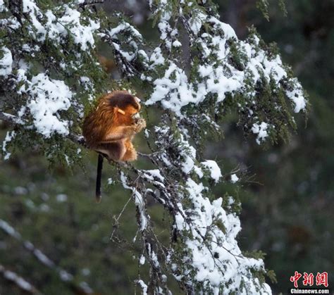 四川宝兴：川金丝猴群下山在雪林中觅食嬉戏