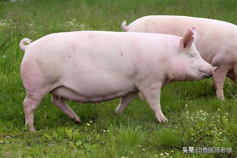 后备母猪需要达到这3个标准，才能开始配种 - 猪好多网