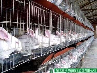 乡村振兴开新局 肉兔养殖促致富-新疆维吾尔自治区科学技术协会