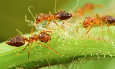 【再来蚂蚁摄影图片】生态摄影_太平洋电脑网摄影部落