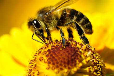 蜜蜂的初步认识 - 新手养蜂 - 酷蜜蜂