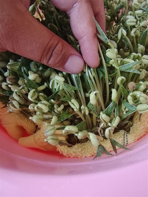 【自制简易版绿豆芽的做法步骤图，怎么做好吃】GONG-W_下厨房