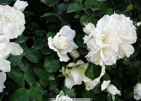单瓣白蔷薇,单瓣蔷薇(第3页)_大山谷图库