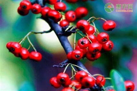 山荆子图片