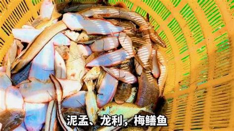 中小型观赏鱼活体鱼类目淘宝详情页设计_Yune陳-站酷ZCOOL