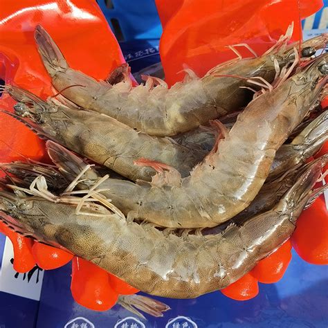 青岛野生 活虾 水产新鲜海虾 鲜活大虾 基围虾50款超大冻虾-阿里巴巴