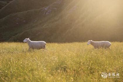 79年农历9月的羊是什么命 哪个生肖最偏爱属羊_奇缘阁算命网