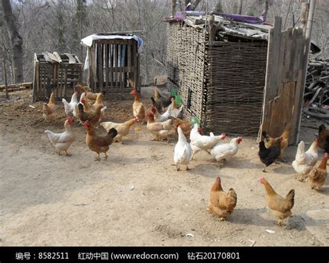 养鸡场和一群白鸡一起在母股中经营的家禽小溪农场高清图片下载-正版图片505636035-摄图网