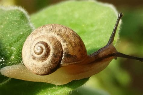 蜗牛长什么样_物种对比生长环境分布范围主要种类主要价值 - 工作号