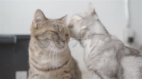 可爱的短毛小猫正在舔另一只小猫的皮毛。_3840X2160_高清视频素材下载(编号:8137738)_实拍视频_光厂(VJ师网) www ...