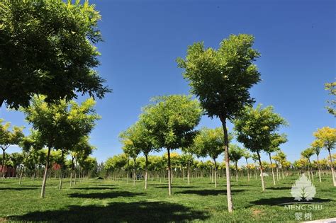 33种园林绿化树种 常用苗木推荐大全图册-沐草汇园林网
