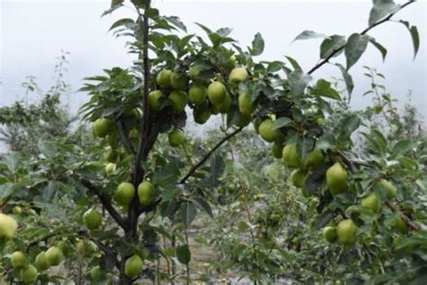 果树新品种，有土就能活，亩产8000斤