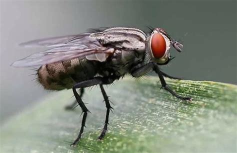 绿头苍蝇和红头苍蝇有什么区别？相比较来说哪个更脏？各国各大洲都有哪些常见种类的苍蝇？ - 知乎