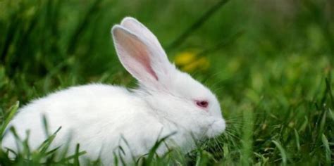 兔子尾巴有多长