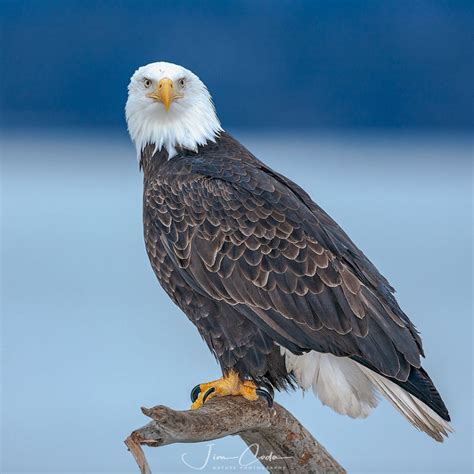 Hechos sorprendentes sobre el águila calva, emblema de EE. UU.