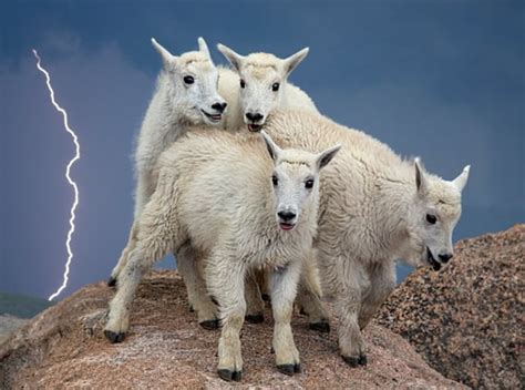 落基山脉一群山羊在电闪雷鸣之际瑟缩山头 - 神秘的地球 科学|自然|地理|探索